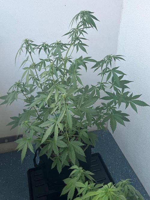 Balkon FastBuds 26. Week 5 - Banana Purple Punch Auto 