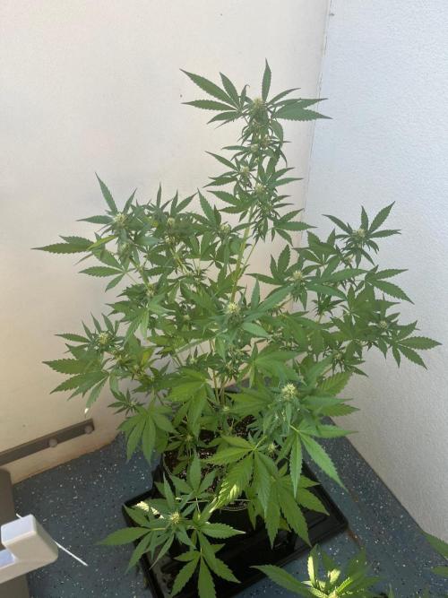 Balkon FastBuds 26. Week 6 - BPP
