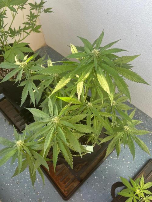 Balkon FastBuds 26. Week 6 - BB