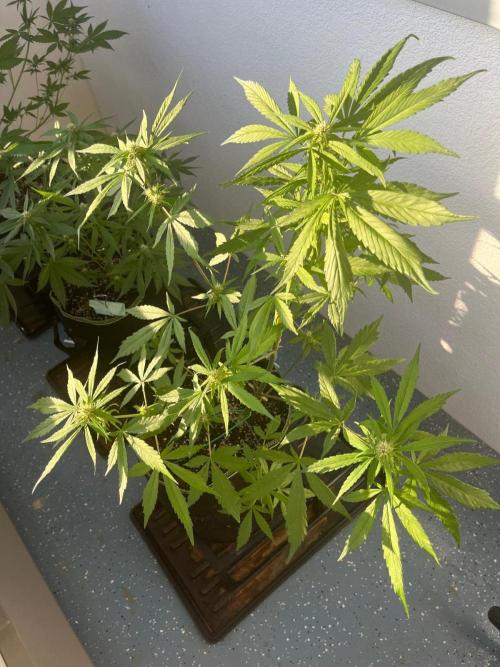 Balkon FastBuds 26. Week 6 - LSD25