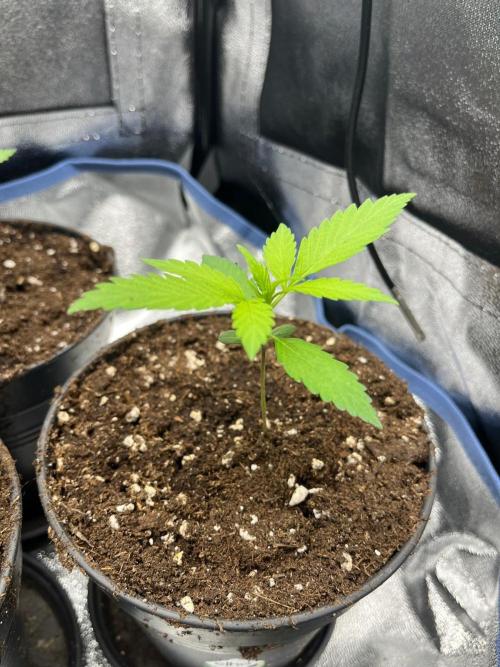 Mittsommer Grow LSD25 Auto. Week 2