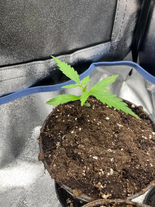 Mittsommer Grow LSD25 Auto. Week 2