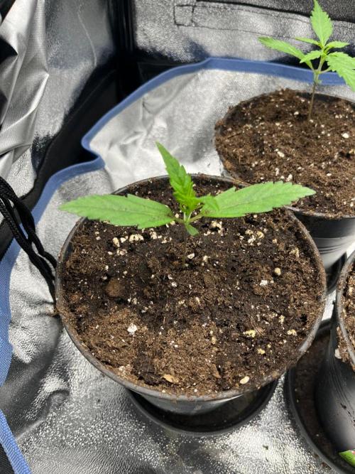 Mittsommer Grow LSD25 Auto. Week 2