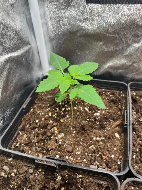 Deep Chunk Sommergrow Indoor. Week 2 - 1