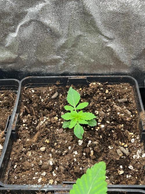Deep Chunk Sommergrow Indoor. Week 2 - 2