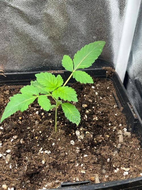 Deep Chunk Sommergrow Indoor. Week 2 - 3