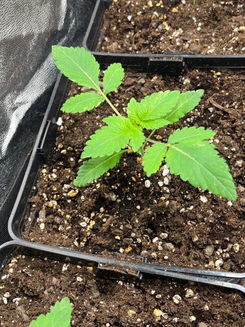 Deep Chunk Sommergrow Indoor. Week 2 - 4