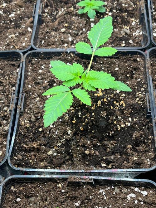 Deep Chunk Sommergrow Indoor. Week 2 - 5