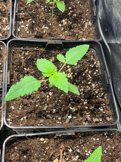 Deep Chunk Sommergrow Indoor. Week 2 - 6