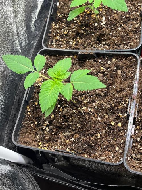 Deep Chunk Sommergrow Indoor. Week 2 - 7