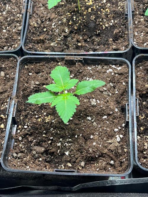 Deep Chunk Sommergrow Indoor. Week 2 - 8