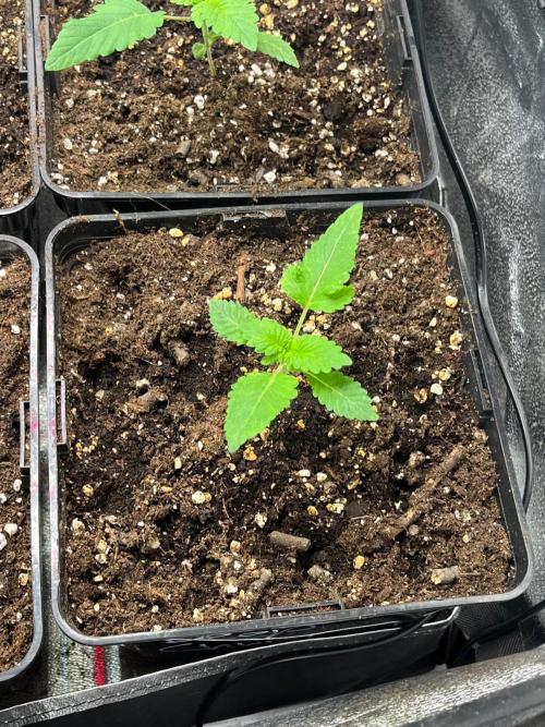 Deep Chunk Sommergrow Indoor. Week 2 - 9