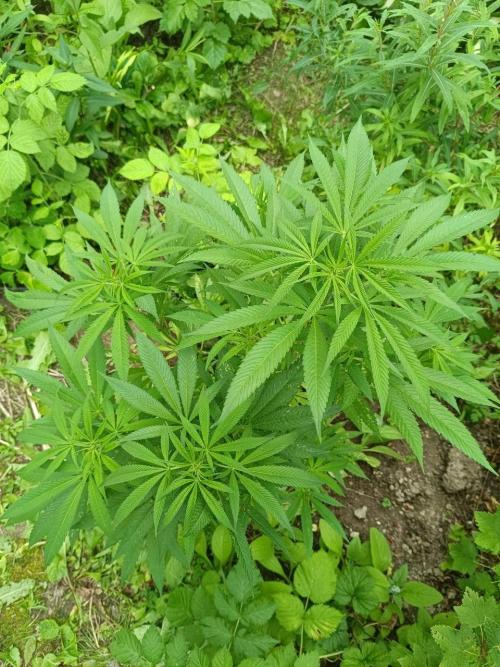 Heavy Indicas Outdoor 26. Week 14 - SAD S1