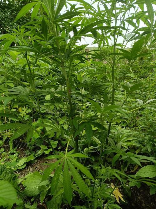 Heavy Indicas Outdoor 26. Week 14 - SAD S1