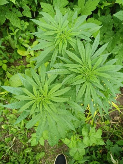 Heavy Indicas Outdoor 26. Week 14 - CC