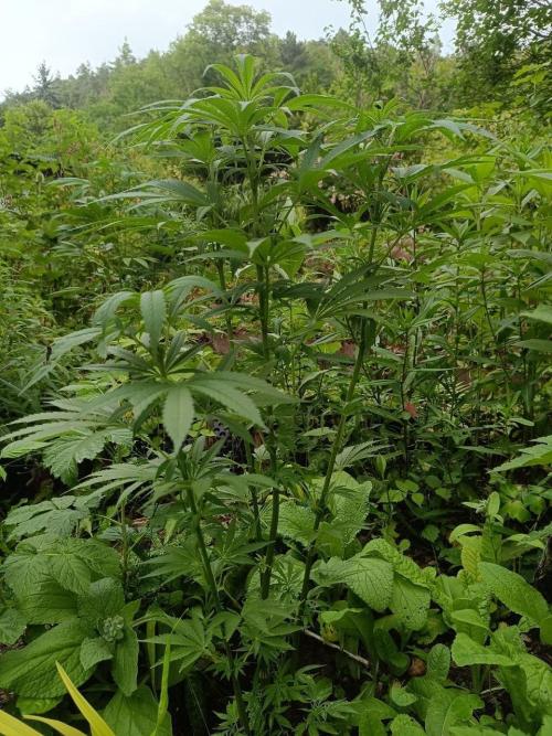 Heavy Indicas Outdoor 26. Week 14 - CC