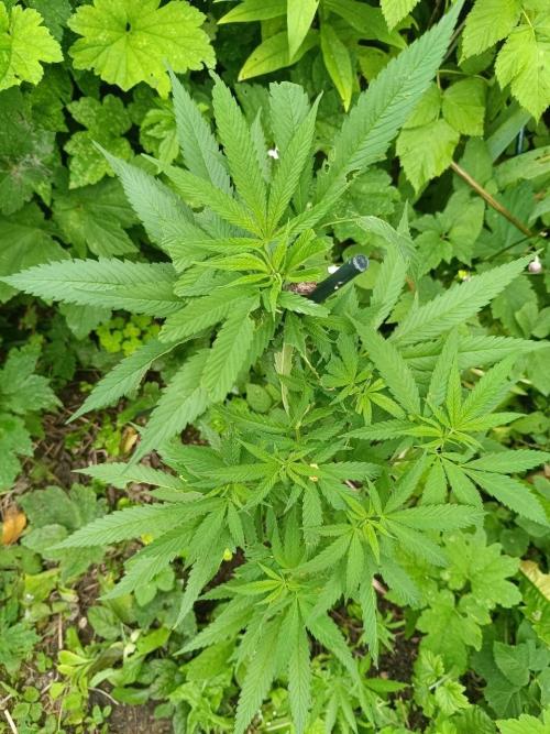 Heavy Indicas Outdoor 26. Week 14 - A1