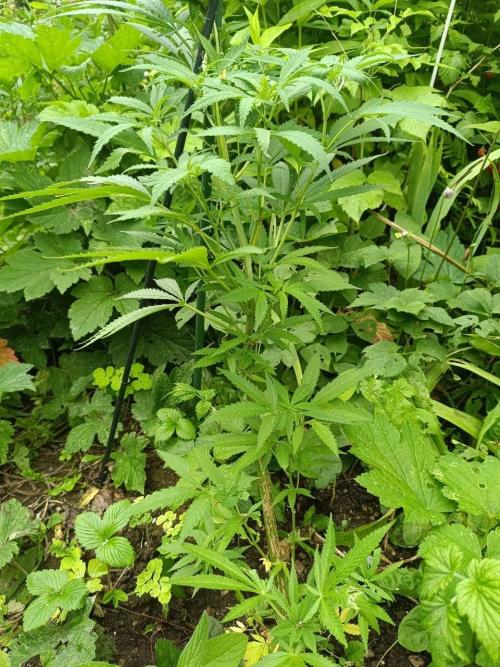 Heavy Indicas Outdoor 26. Week 14 - A1