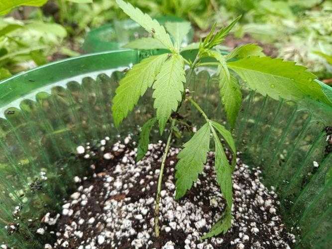 Mittsommer Grow LSD25 Auto. Week 3