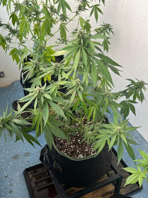 Balkon FastBuds 26. Week 7 - Blackberry Auto 