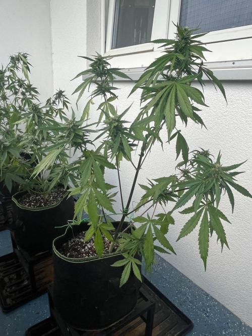 Balkon FastBuds 26. Week 7 - LSD25 Auto 
