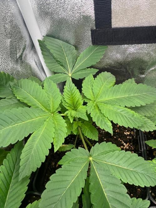 Deep Chunk Sommergrow Indoor. Week 3 - DC1