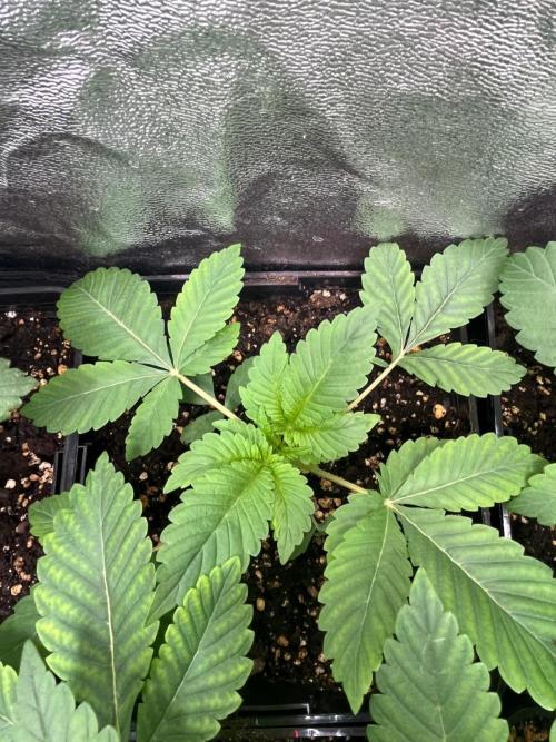 Deep Chunk Sommergrow Indoor. Week 3 - DC2