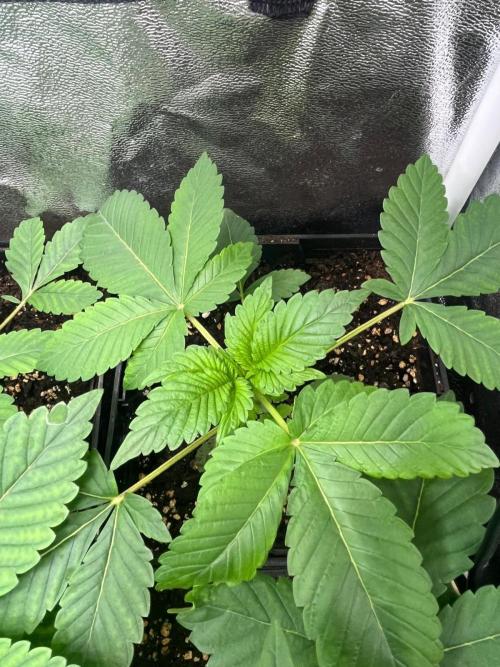 Deep Chunk Sommergrow Indoor. Week 3 - DC3