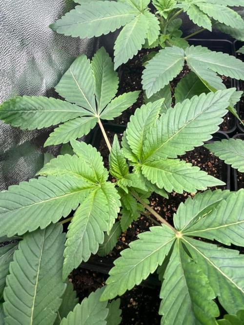 Deep Chunk Sommergrow Indoor. Week 3 - DC4
