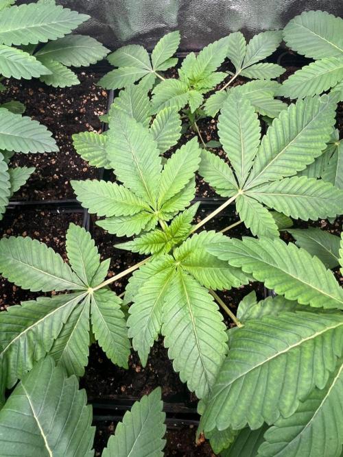 Deep Chunk Sommergrow Indoor. Week 3 - DC5