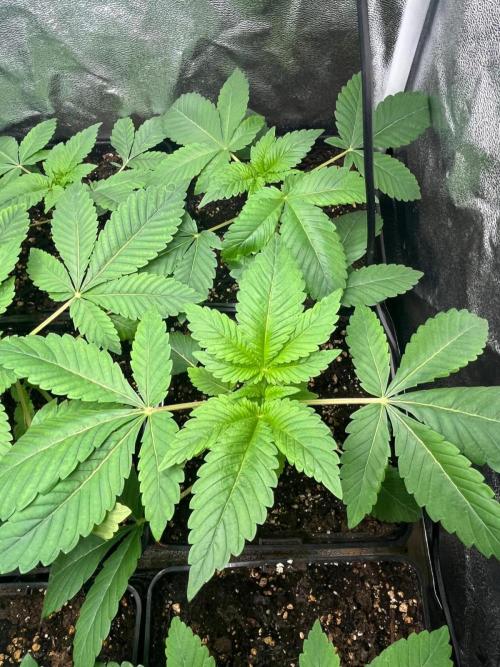 Deep Chunk Sommergrow Indoor. Week 3 - DC6