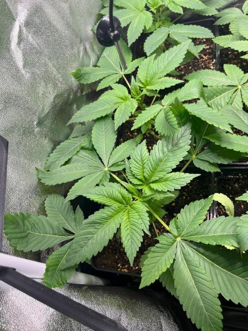 Deep Chunk Sommergrow Indoor. Week 3 - DC7