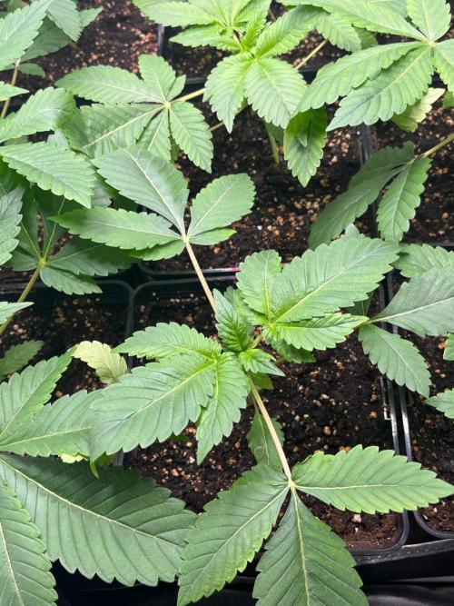 Deep Chunk Sommergrow Indoor. Week 3 - DC8