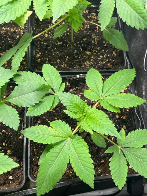 Deep Chunk Sommergrow Indoor. Week 3 - DC9