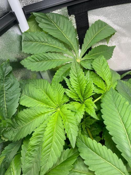 Deep Chunk Sommergrow Indoor. Week 4 - DC1