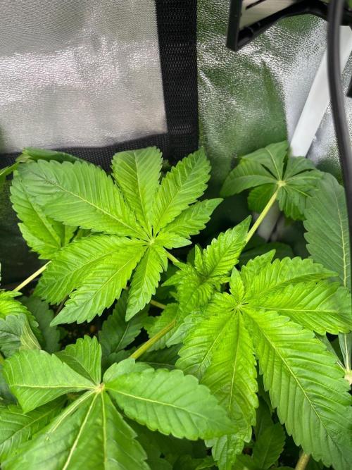 Deep Chunk Sommergrow Indoor. Week 4 - DC3