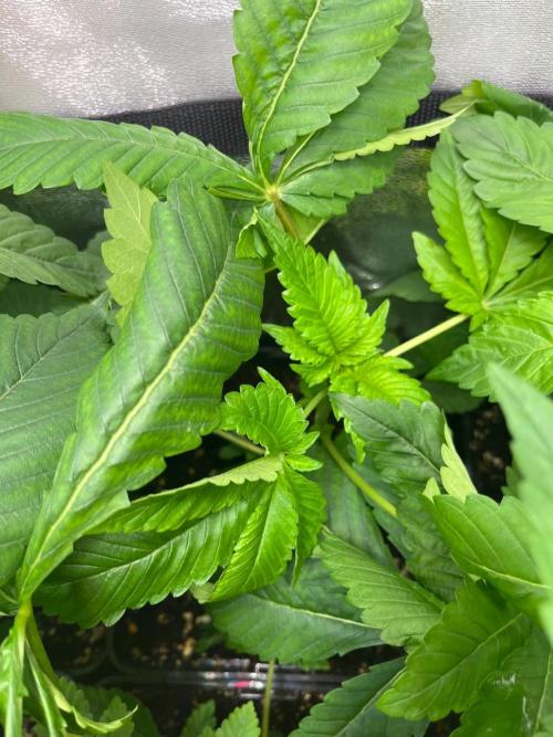 Deep Chunk Sommergrow Indoor. Week 4 - DC2