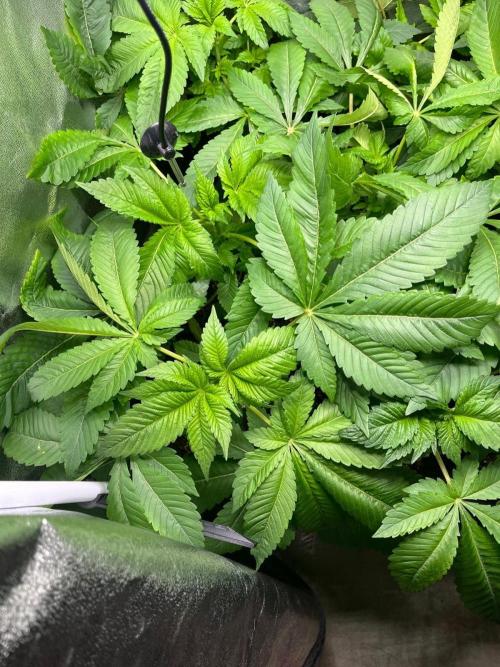 Deep Chunk Sommergrow Indoor. Week 4 - DC7