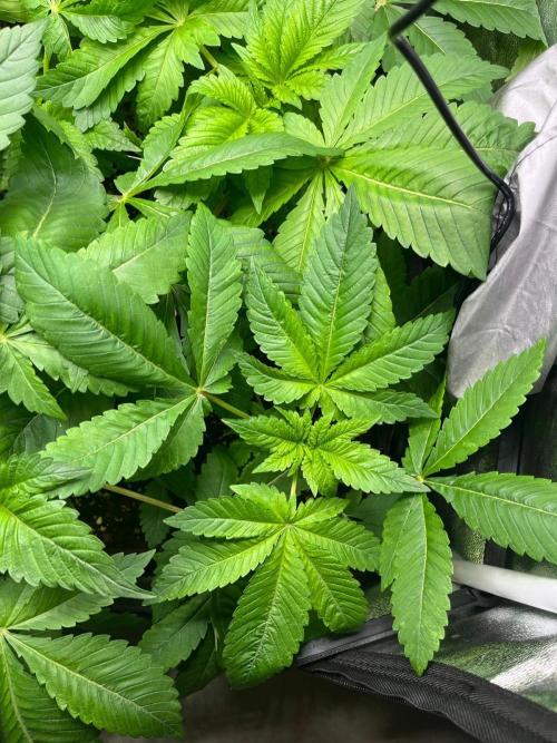 Deep Chunk Sommergrow Indoor. Week 4 - DC9