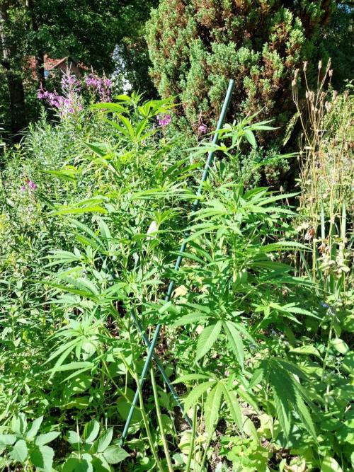 Heavy Indicas Outdoor 26. Week 15 - SAD S1