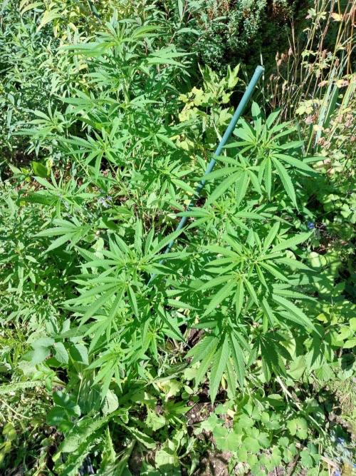 Heavy Indicas Outdoor 26. Week 15 - SAD S1