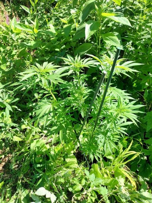 Heavy Indicas Outdoor 26. Week 15 - CC