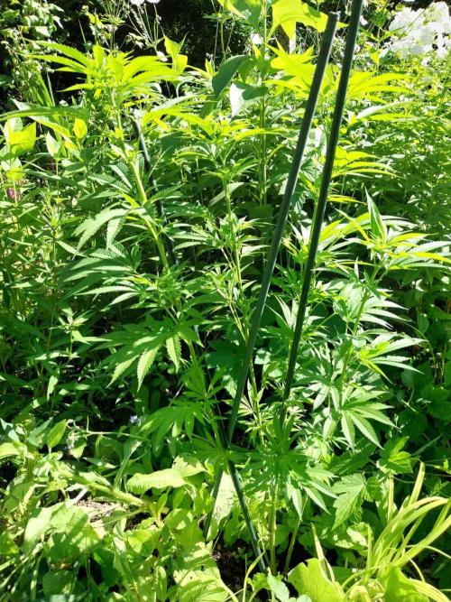 Heavy Indicas Outdoor 26. Week 15 - CC