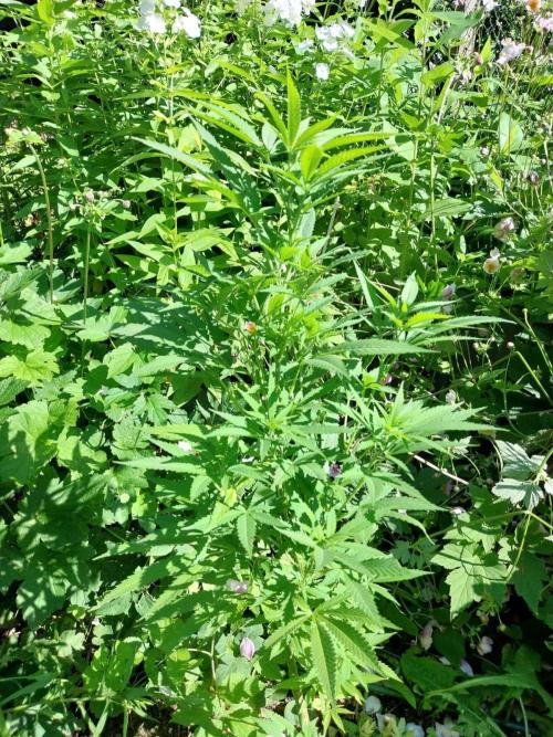 Heavy Indicas Outdoor 26. Week 15 - A1