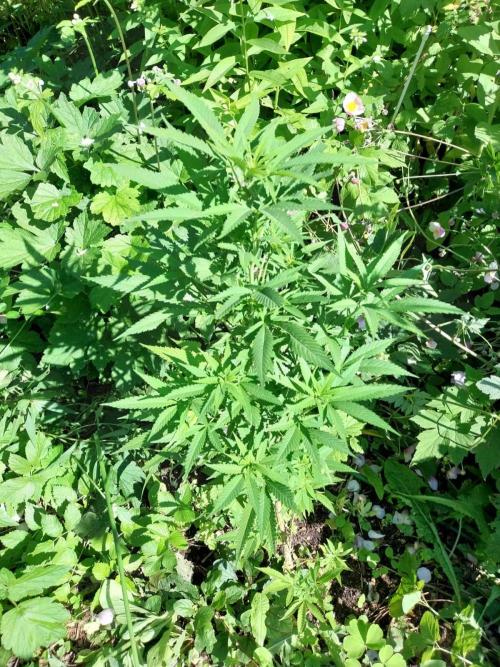 Heavy Indicas Outdoor 26. Week 15 - A1