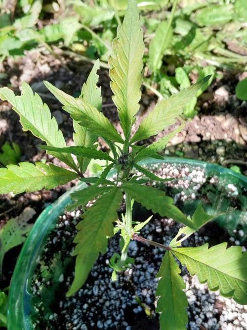 Mittsommer Grow LSD25 Auto. Week 4