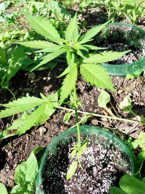 Mittsommer Grow LSD25 Auto. Week 4