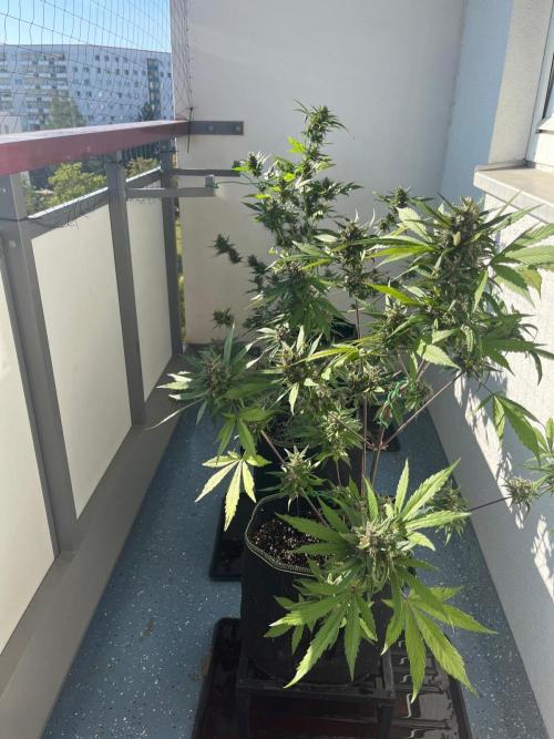 Balkon FastBuds 26. Week 9