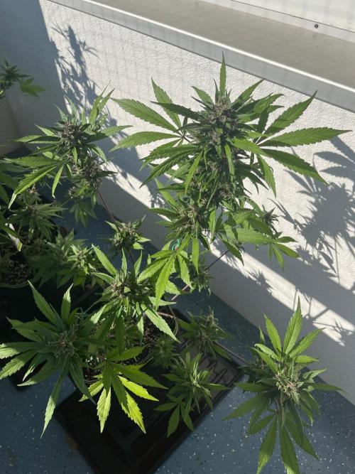 Balkon FastBuds 26. Week 9