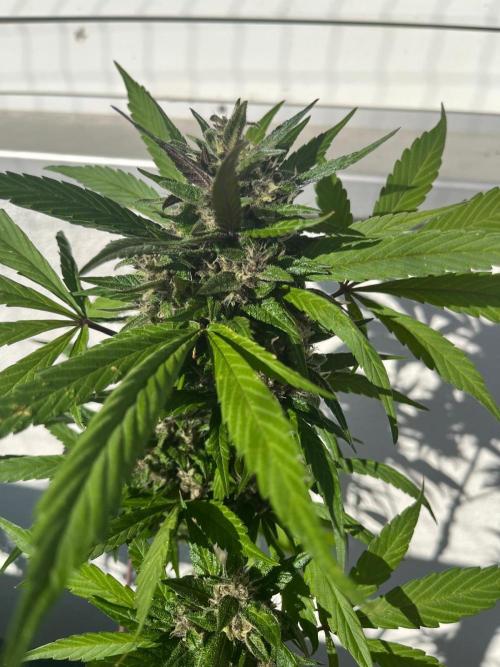 Balkon FastBuds 26. Week 9